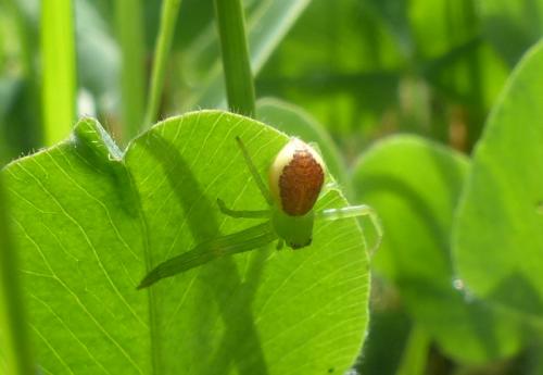 Réf. 279 694 : Diaea dorsata